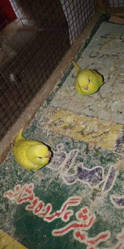 Budgie pair with eggs + Chiks 6