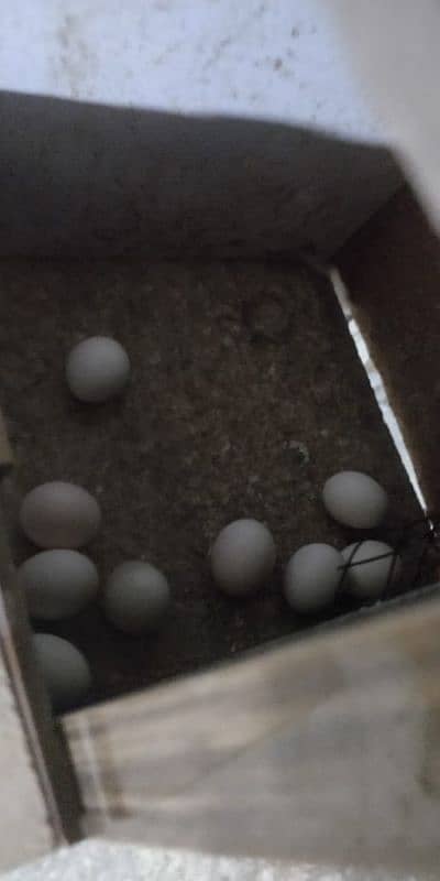 Budgie pair with eggs + Chiks 7