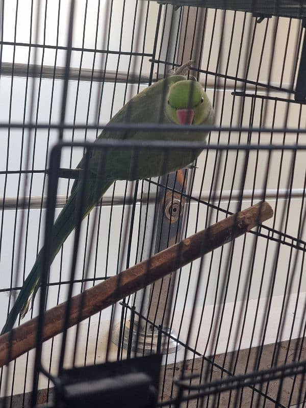 parrot for sale 0