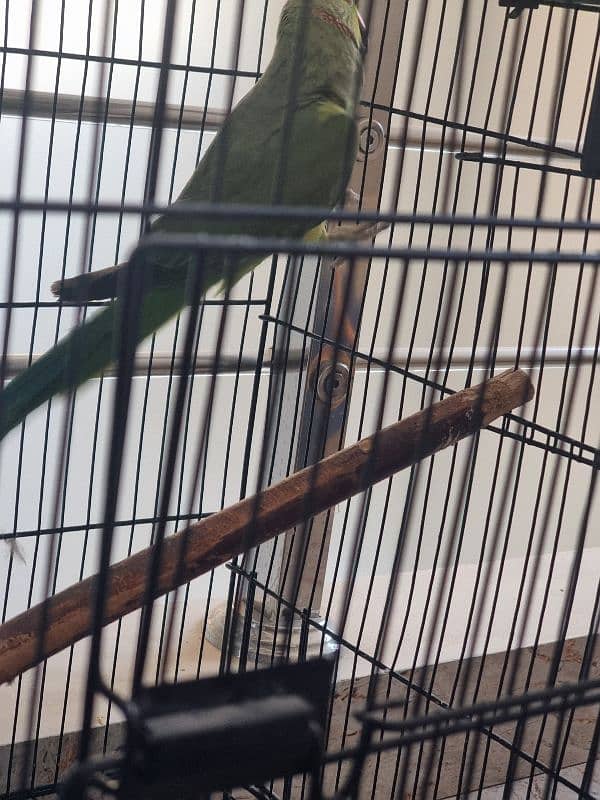 parrot for sale 1