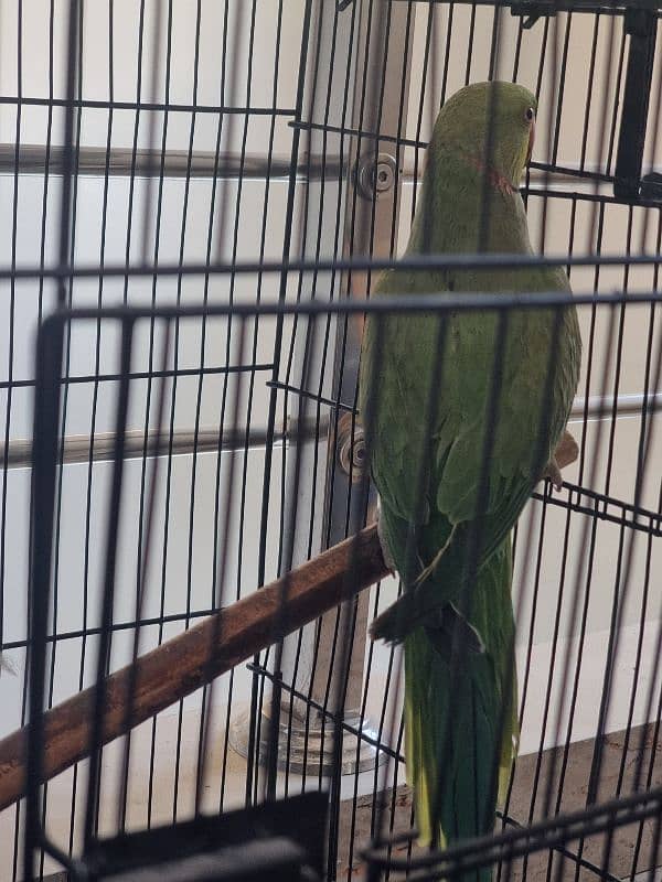 parrot for sale 2