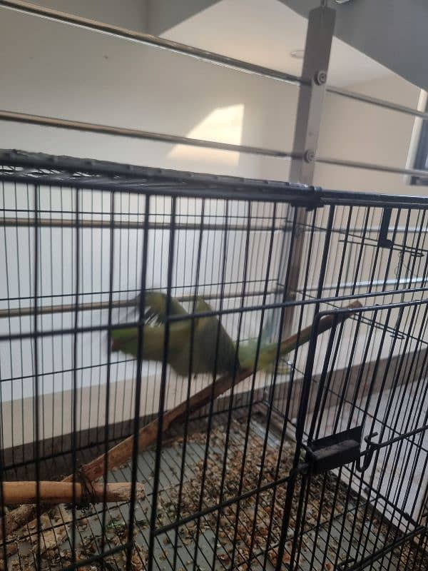 parrot for sale 3