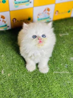 Cat| Persian| Blue eye| kitten| Punch face| 3 kot(⁠⁠)