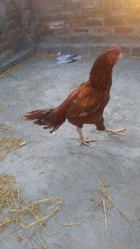 home birds urgent sale 3