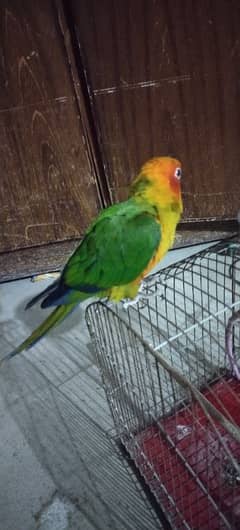 Sun Conure Self Parrot