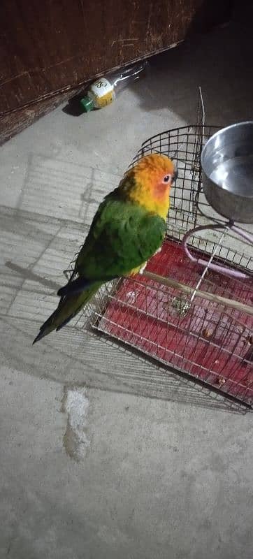 Sun Conure Self Parrot 1