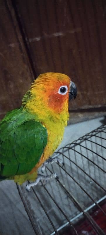 Sun Conure Self Parrot 2