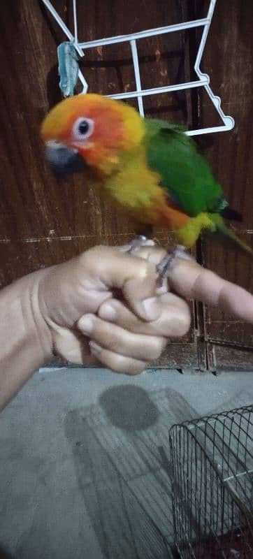 Sun Conure Self Parrot 3