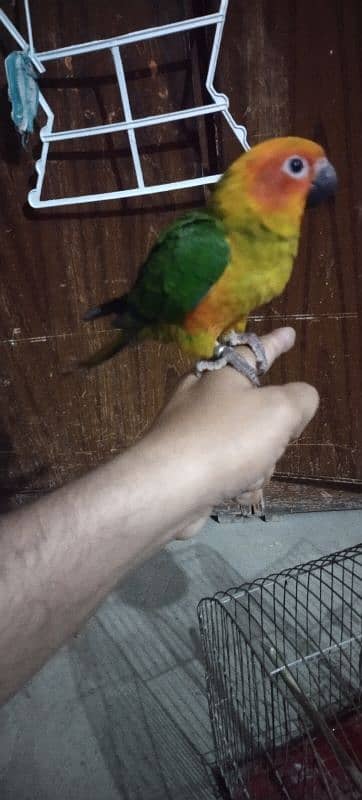 Sun Conure Self Parrot 4