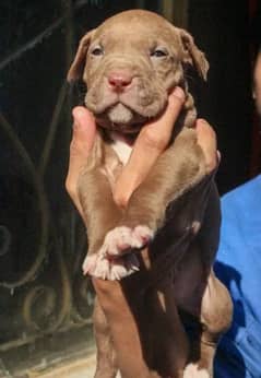 American pitbull terrier puppies