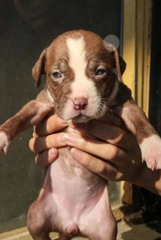 American pitbull terrier puppies 2