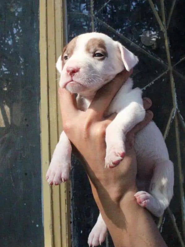 American pitbull terrier puppies 4