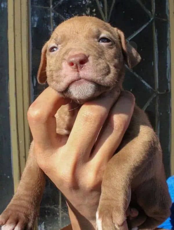 American pitbull terrier puppies 5