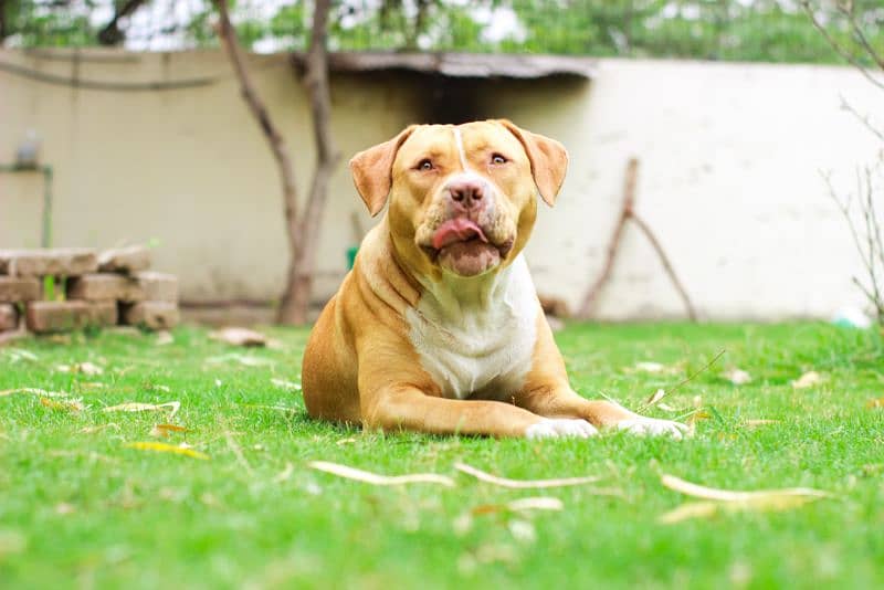 American pitbull terrier puppies 7