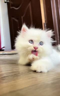 Cat *⁠⁠⁠(⁠^⁠O⁠^⁠)⁠↝| Persian| Blue eye| kitten| Punch face| 3 kot