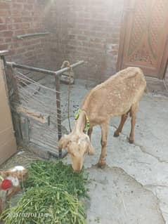 Bakri for sale | Doodh dene wali bakri | Goat female for sale