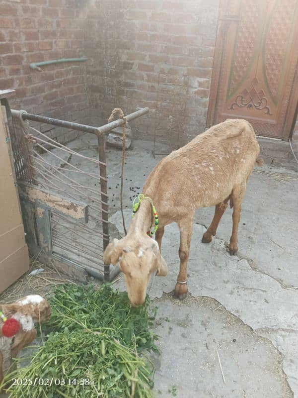 Bakri for sale | Doodh dene wali bakri | Goat female for sale 0