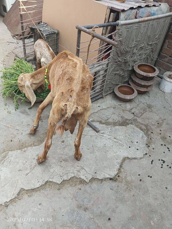 Bakri for sale | Doodh dene wali bakri | Goat female for sale 1