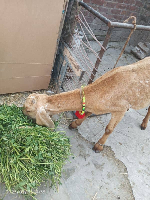 Bakri for sale | Doodh dene wali bakri | Goat female for sale 2