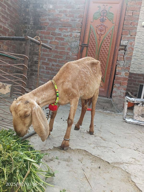 Bakri for sale | Doodh dene wali bakri | Goat female for sale 3