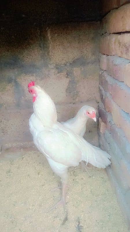 white jora for sale 1