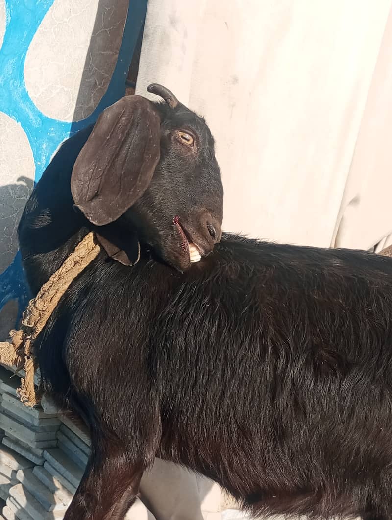 Desi gabban bakri 2