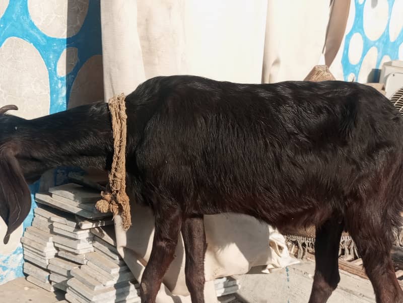 Desi gabban bakri 3