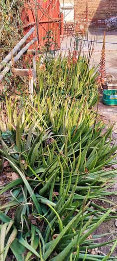 aloe vera plant