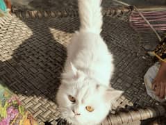 1 male Persian white cat for sale