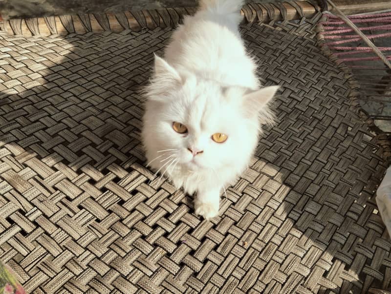 1 male Persian white cat for sale 1