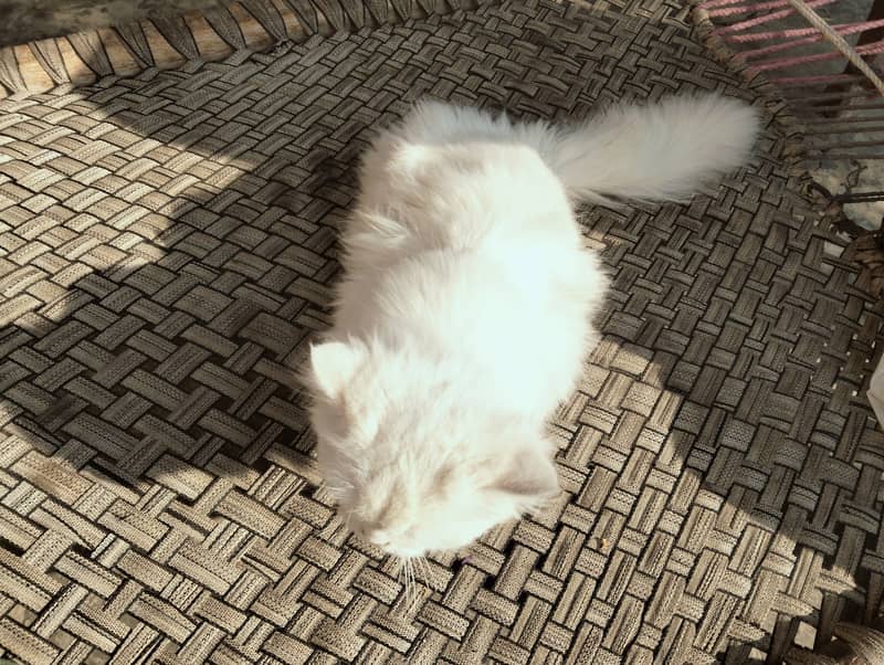 1 male Persian white cat for sale 2