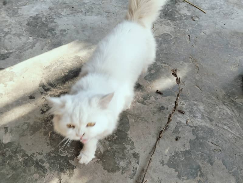 1 male Persian white cat for sale 3