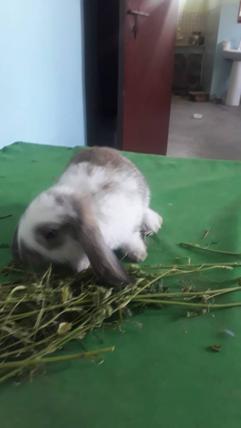 Holand lop Bunneis for sale 0