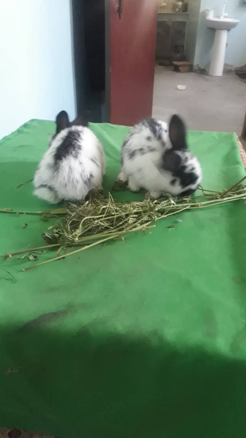 Holand lop Bunneis for sale 1