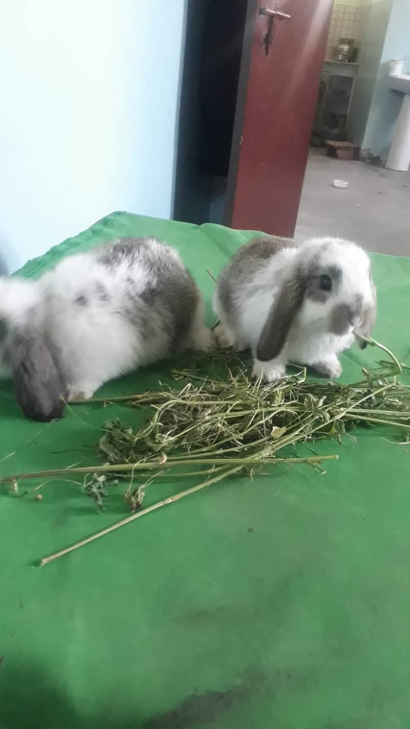 Holand lop Bunneis for sale 2