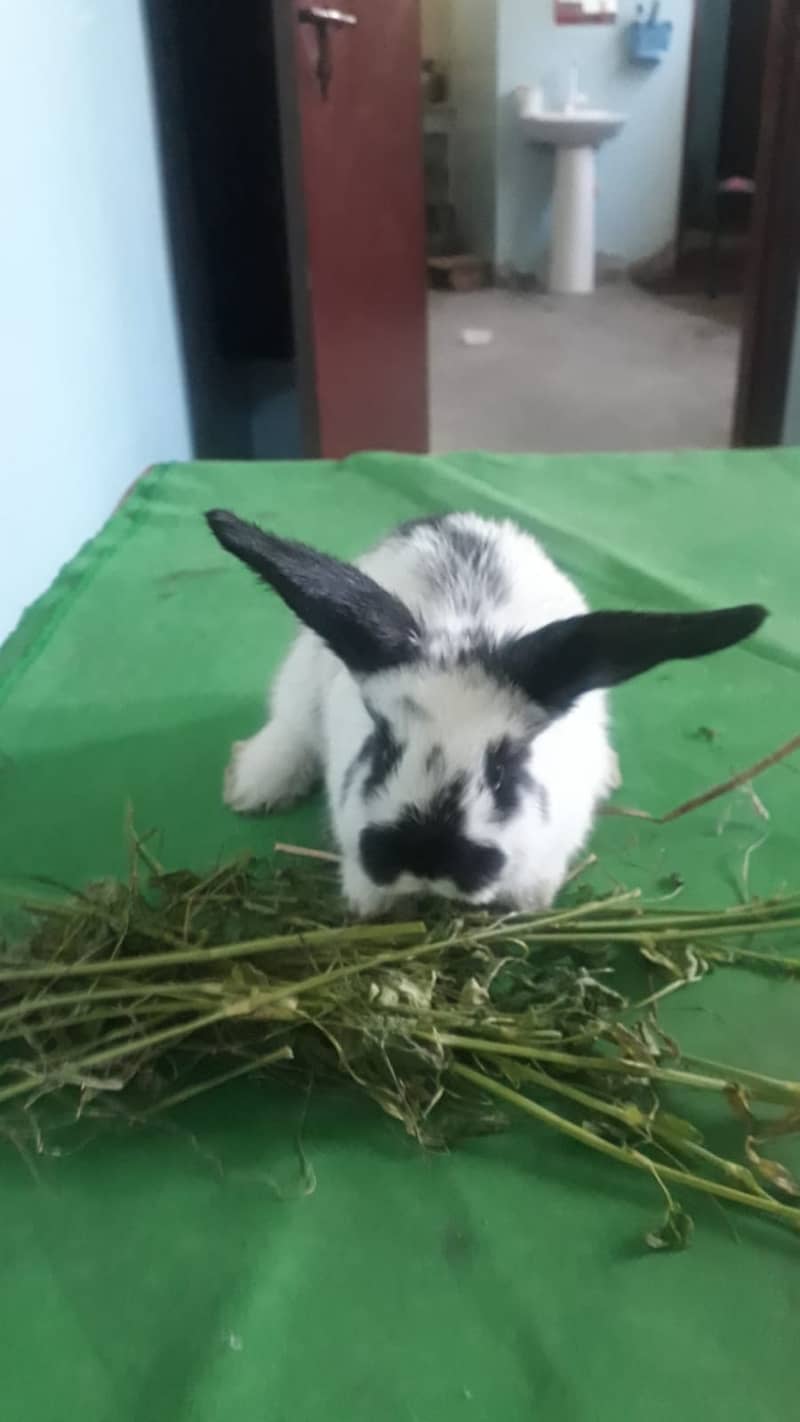 Holand lop Bunneis for sale 3