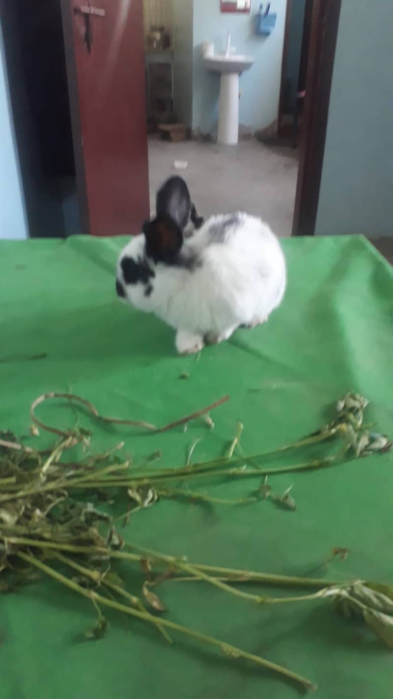 Holand lop Bunneis for sale 4