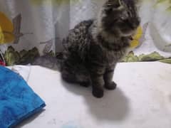 persion male cat for sale 03010118477