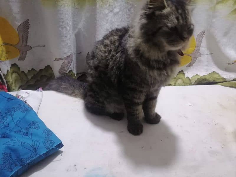 persion male cat for sale 03010118477 0