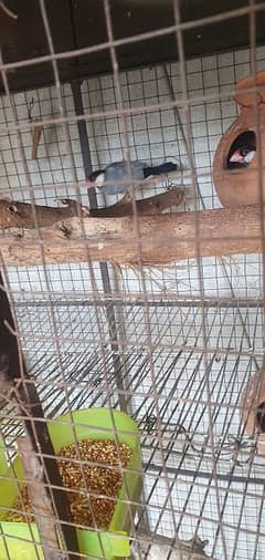 grey jawa or Australian pair breeder or 1 male  03098185627