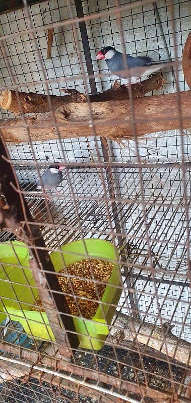 grey jawa or Australian pair breeder or 1 male  03098185627 1