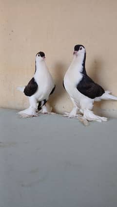 lahore sherazi pigeons 3185461922