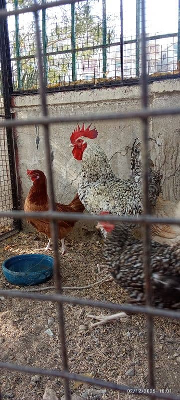 Hen & Rooster 3