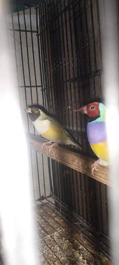 goldion finch breeder 2pair available