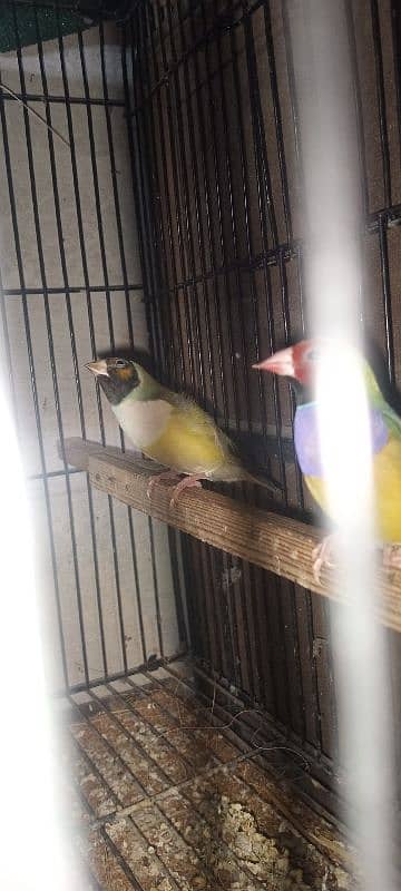 goldion finch breeder 2pair available 1