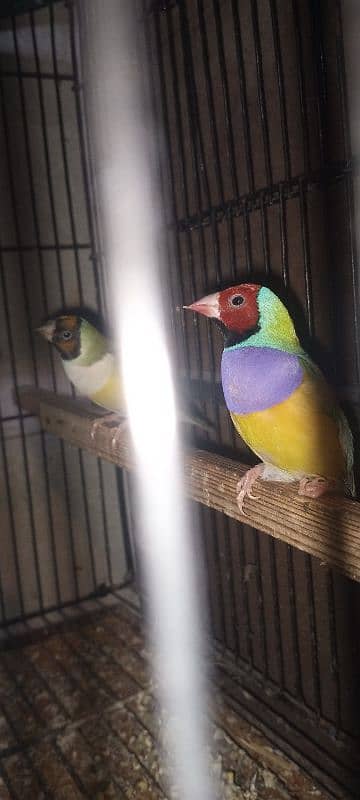 goldion finch breeder 2pair available 2