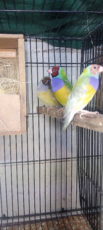 goldion finch breeder 2pair available 3