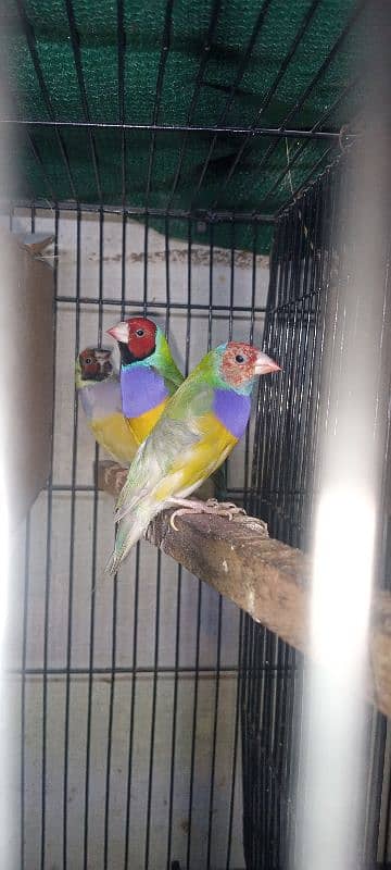 goldion finch breeder 2pair available 4