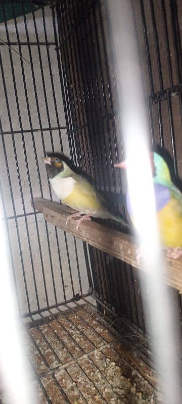 goldion finch breeder 2pair available 5