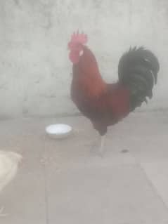 One Big Male and Two Eeg laying Hens For Sale